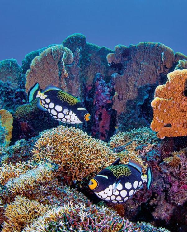 Pristine Paradise Dive Resort - Togean Islands, Una Una Pulau Unauna Ngoại thất bức ảnh